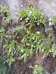 Pinguicula vallisneriifolia