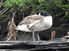 Branta canadensis