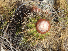 Melocactus harlowii