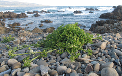 Apium prostratum filiforme