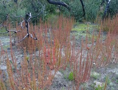 Gyrostemon australasicus