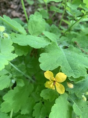 Chelidonium majus