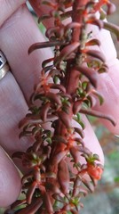 Gyrostemon australasicus