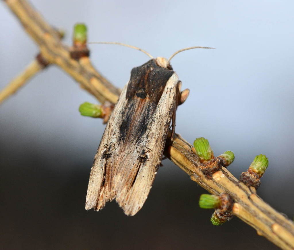 Red Sword-grass