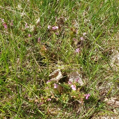 Pedicularis sylvatica