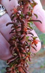 Gyrostemon australasicus