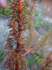 Gyrostemon australasicus