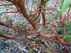 Gyrostemon australasicus
