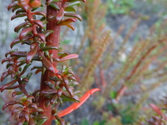 Gyrostemon australasicus