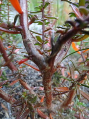 Gyrostemon australasicus