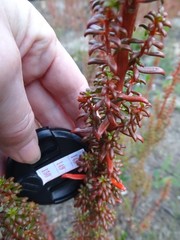Gyrostemon australasicus
