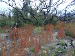 Gyrostemon australasicus