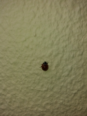 Coccinella septempunctata