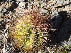 Melocactus harlowii