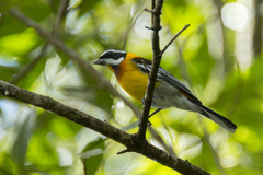 Spindalis dominicensis