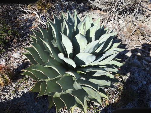 Image of Agave albescens by (c) amantedarmanin, some rights reserved (CC BY)