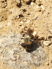 Andrena vaga