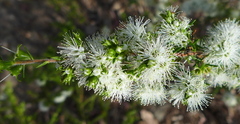 Kunzea ambigua