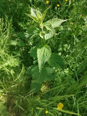 Urtica dioica