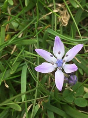 Scilla verna