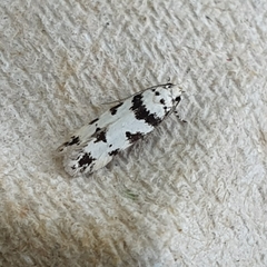 Pseudotelphusa scalella