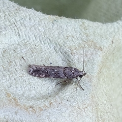 Teleiopsis diffinis