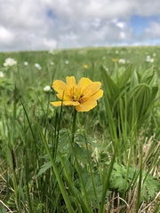 Trollius ranunculinus