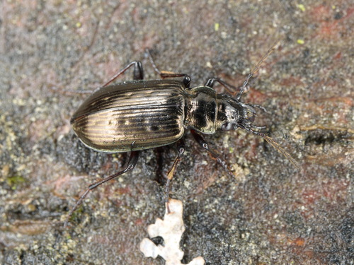 Pelophila