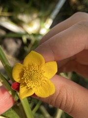 Caltha palustris palustris