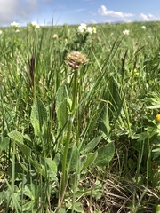 Valeriana alpestris