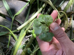 Caltha palustris palustris