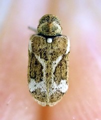 Ptinomorphus imperialis