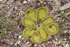 Drosera collina