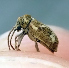 Ptinomorphus imperialis