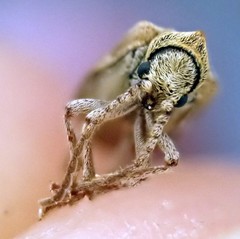 Ptinomorphus imperialis