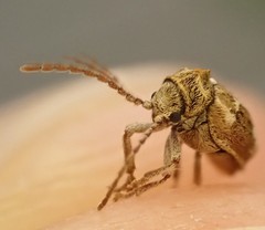 Ptinomorphus imperialis