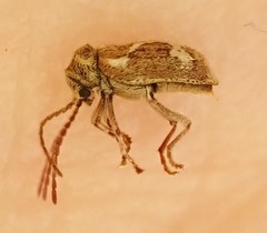 Ptinomorphus imperialis