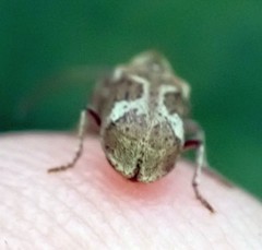 Ptinomorphus imperialis