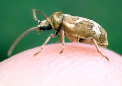 Ptinomorphus imperialis