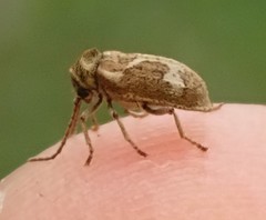 Ptinomorphus imperialis