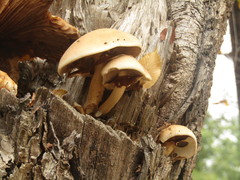 Cyclocybe parasitica