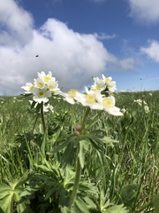 Anemonastrum fasciculatum
