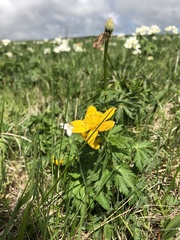 Trollius ranunculinus
