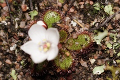 Drosera tubaestylis
