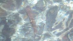 Oncorhynchus masou formosanus