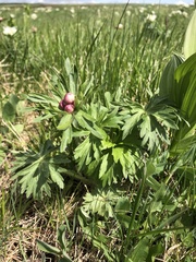 Anemonastrum fasciculatum
