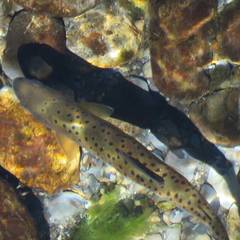 Oncorhynchus masou formosanus