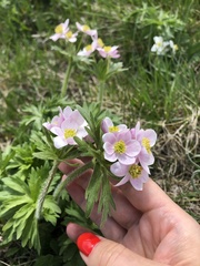 Anemonastrum fasciculatum