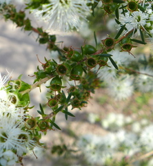 Kunzea ambigua