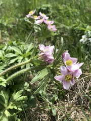 Anemonastrum fasciculatum